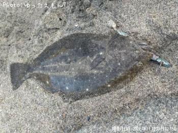 ヒラメ-2025-11-3 12:55
