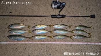 アジ-2025-11-4 22:4