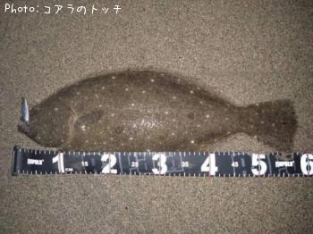 ヒラメ-2025-11-6 18:15