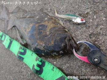 ヒラメ-2025-11-8 6:8