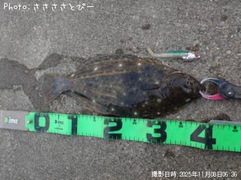ヒラメ-2025-11-8 6:8