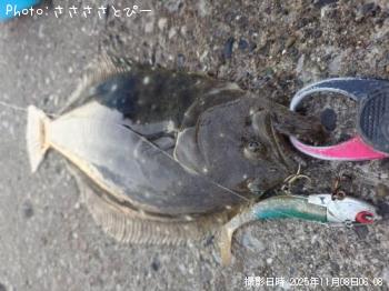 ヒラメ-2025-11-8 6:8