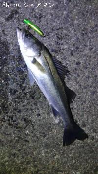 シーバス-2025-11-8 18:20