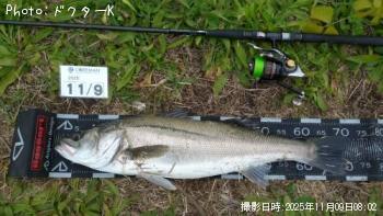 シーバス-2025-11-9 8:2