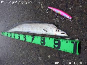 太刀魚-2025-11-9 6:3