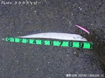 太刀魚-2025-11-9 6:3