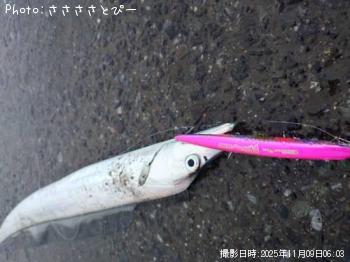 太刀魚-2025-11-9 6:3