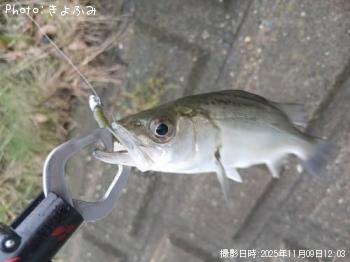 セイゴ-2025-11-9 12:3