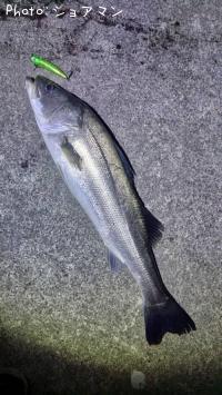 シーバス-2025-11-9 17:20