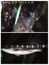 シーバス-2025-11-10 0:44