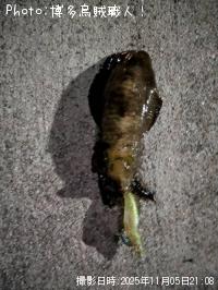 アオリイカ-2025-11-5 23:19