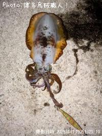 アオリイカ-2025-11-5 23:19