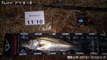 シーバス-2025-11-10 18:23