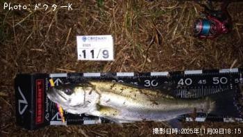 シーバス-2025-11-9 18:15