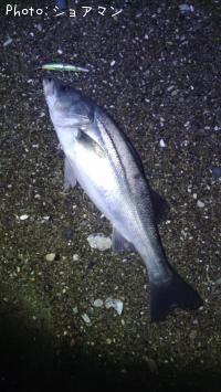 シーバス-2025-11-12 17:30