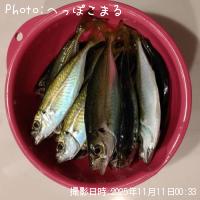 アジ-2025-11-11 0:33