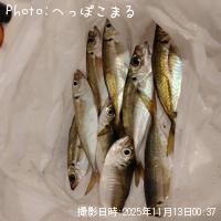 アジ-2025-11-13 0:37