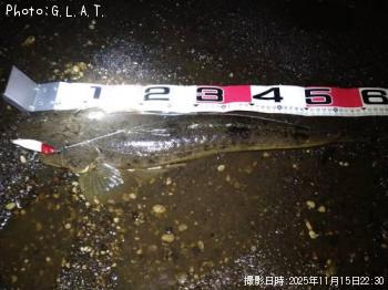 マゴチ-2025-11-15 22:30