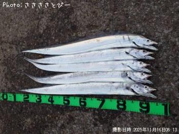 太刀魚-2025-11-16 3:45