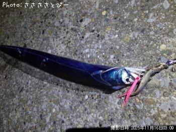 太刀魚-2025-11-16 3:45