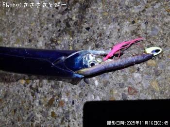 太刀魚-2025-11-16 3:45