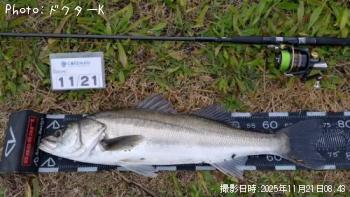 シーバス-2025-11-21 8:43