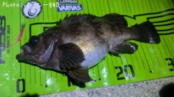 メバル-2025-11-21 19:20