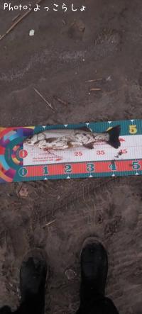 シーバス-2025-11-22 16:35