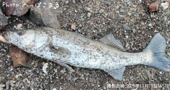 シーバス-2025-11-19 16:16