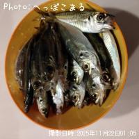 アジ-2025-11-22 1:5