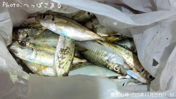 アジ-2025-11-22 21:51