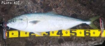 ワラサ-2025-11-23 8:39