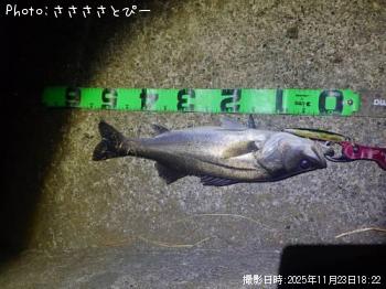 シーバス-2025-11-23 18:22
