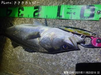 シーバス-2025-11-23 18:22