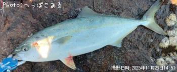 ハマチ-2025-11-23 14:51