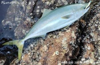 ブリ-2025-11-23 16:25