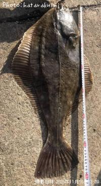 カレイ-2025-11-16 13:9