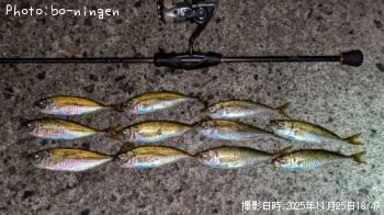 アジ-2025-11-25 18:47
