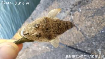 マゴチ-2025-11-30 15:24