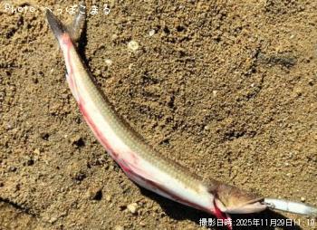 エソ-2025-11-29 11:19