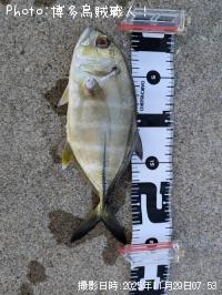 メッキ-2025-11-29 10:26