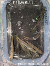 メッキ-2025-11-29 10:26