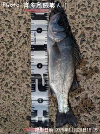 メッキ-2025-11-29 10:26