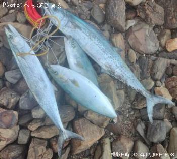 サワラ-2025-12-6 16:38