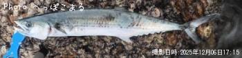 サゴシ-2025-12-6 17:15