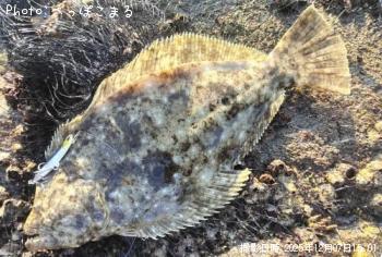 ヒラメ-2025-12-7 15:1