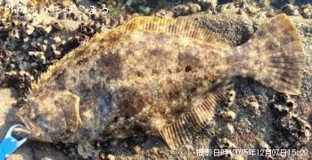 ヒラメ-2025-12-7 15:29