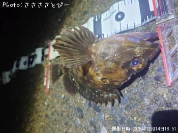 カサゴ-2025-12-14 18:52