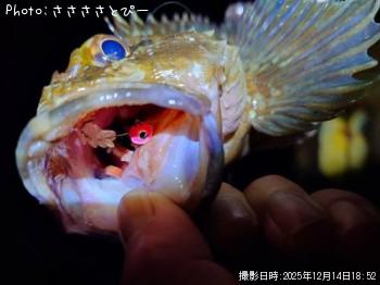 カサゴ-2025-12-14 18:52