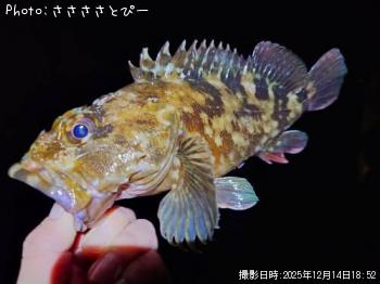 カサゴ-2025-12-14 18:52